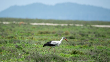 White stork walking through low green vegetation with distant bluish hills beyond.