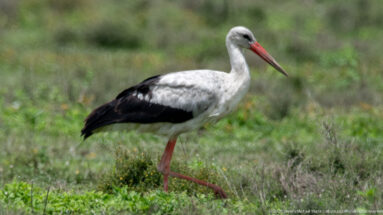 Close profile of a white stork walking through green lakeside vegetation.