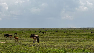 Blue wildebeest grazing across a broad green plain beneath a cloudy sky.