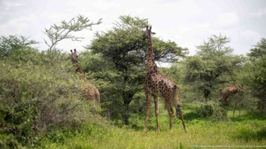 Several Masai giraffes dispersed among green acacia trees and shrubs.