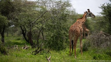 Masai giraffe standing among dense acacia scrub and looking to the right.