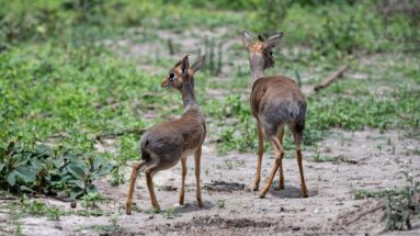 Pair of Kirk’s dik-diks standing on pale sandy ground beside low green scrub.