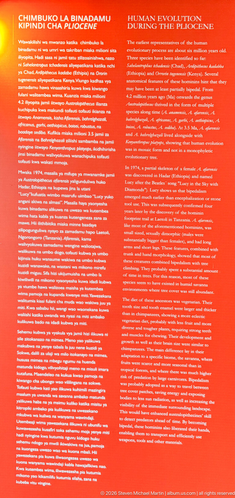 Bright red bilingual museum panel headed “Human Evolution” with dense explanatory text in two columns.