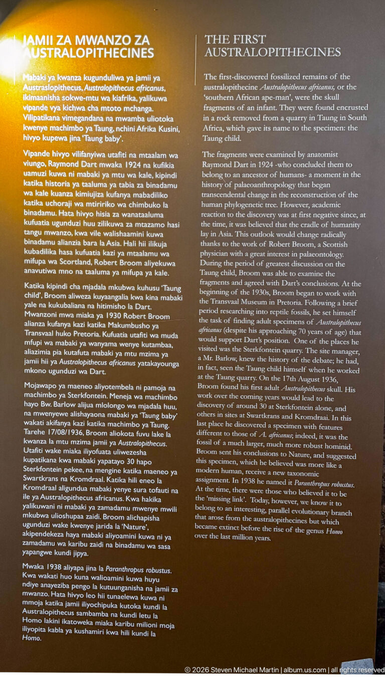 Bilingual museum panel titled “The First Australopithecines” with extensive text on early hominin evolution.