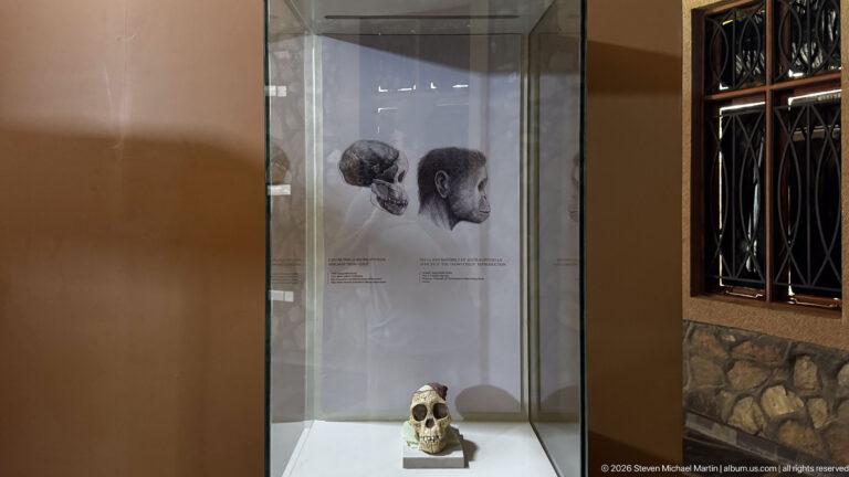Small hominin skull cast mounted in a tall museum case beneath a cranial reconstruction graphic.