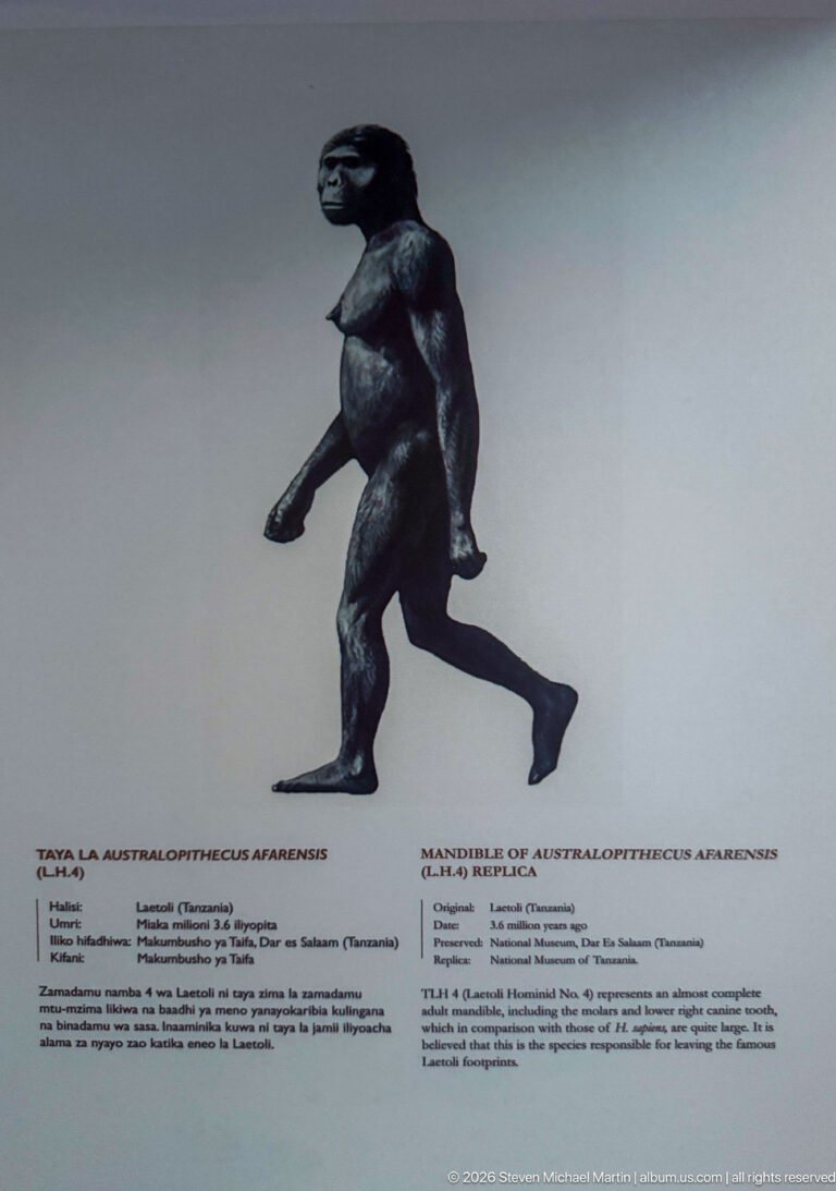 Profile reconstruction of Australopithecus afarensis walking upright above an anatomical information panel.