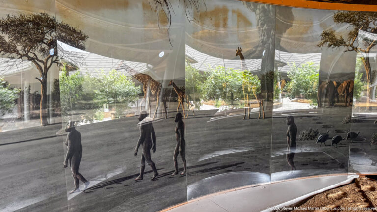 Life-size early-hominin figures walking across a reconstructed surface inside a curved mirrored museum display.