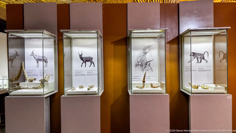 Four adjacent illuminated fossil mammal cases with animal drawings and mounted bones in the Olduvai museum.