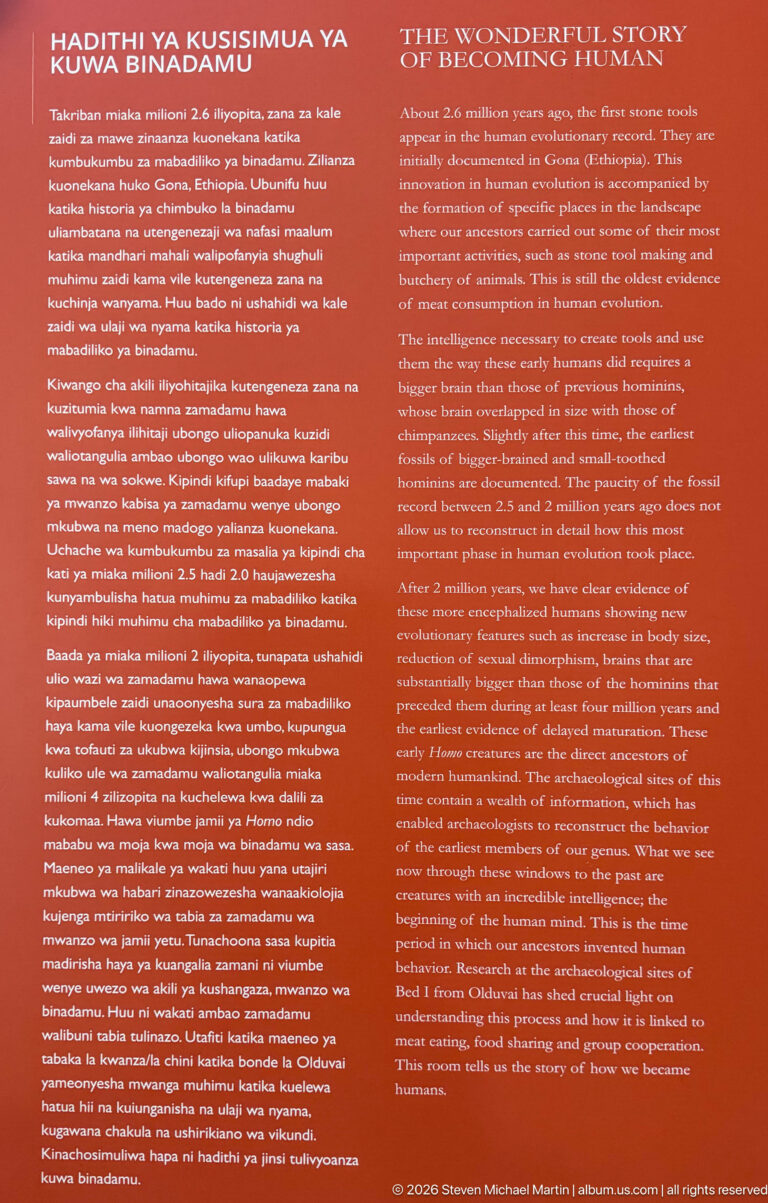 Red bilingual museum panel titled “The Wonderful Story of Becoming Human” with extensive explanatory text.