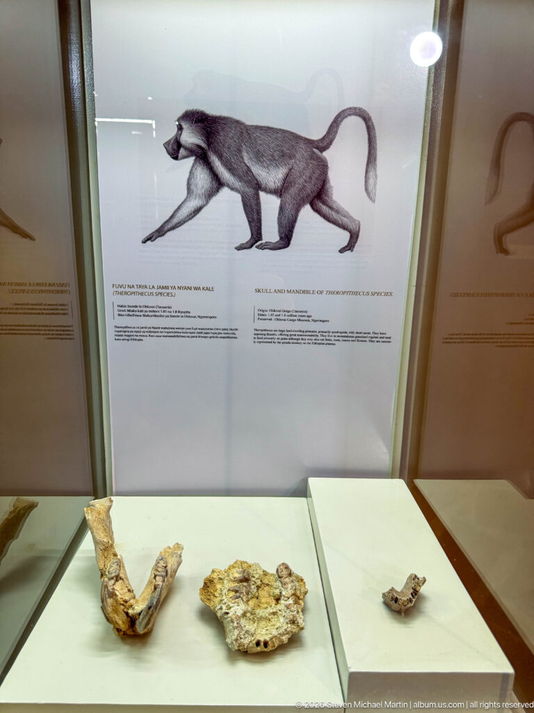 Monkey reconstruction above three fossil primate jaw and cranial fragments in a glass display case.