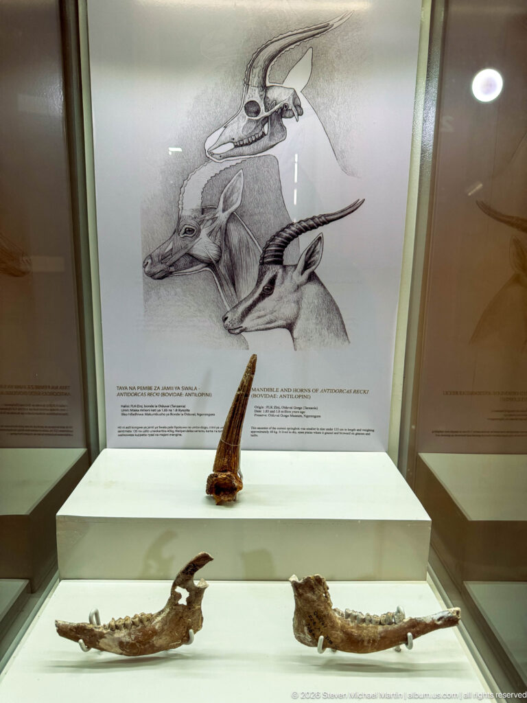 Pointed fossil tusk above two toothed jaw fragments beneath drawings of pig-like mammals.