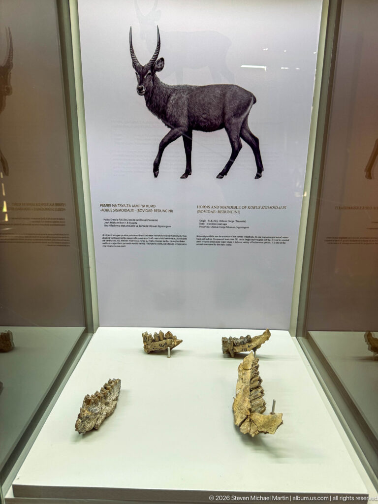 Several fossil jaw and bone fragments displayed beneath a reconstruction of a dark antelope-like mammal.