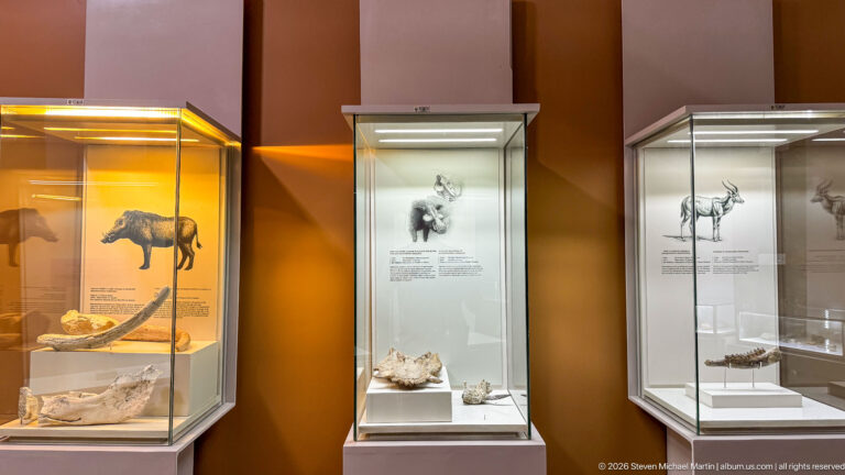 Three tall illuminated museum cases displaying fossil mammals with drawings and mounted bones.
