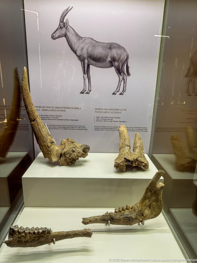 Long fossil horn cores and several toothed jaw fragments beneath an antelope-like reconstruction.