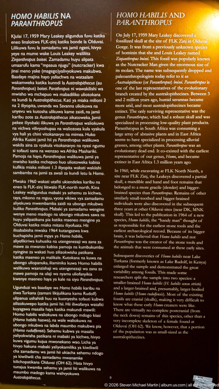 Bilingual museum panel headed “Homo habilis and Paranthropus boisei” with dense explanatory text.