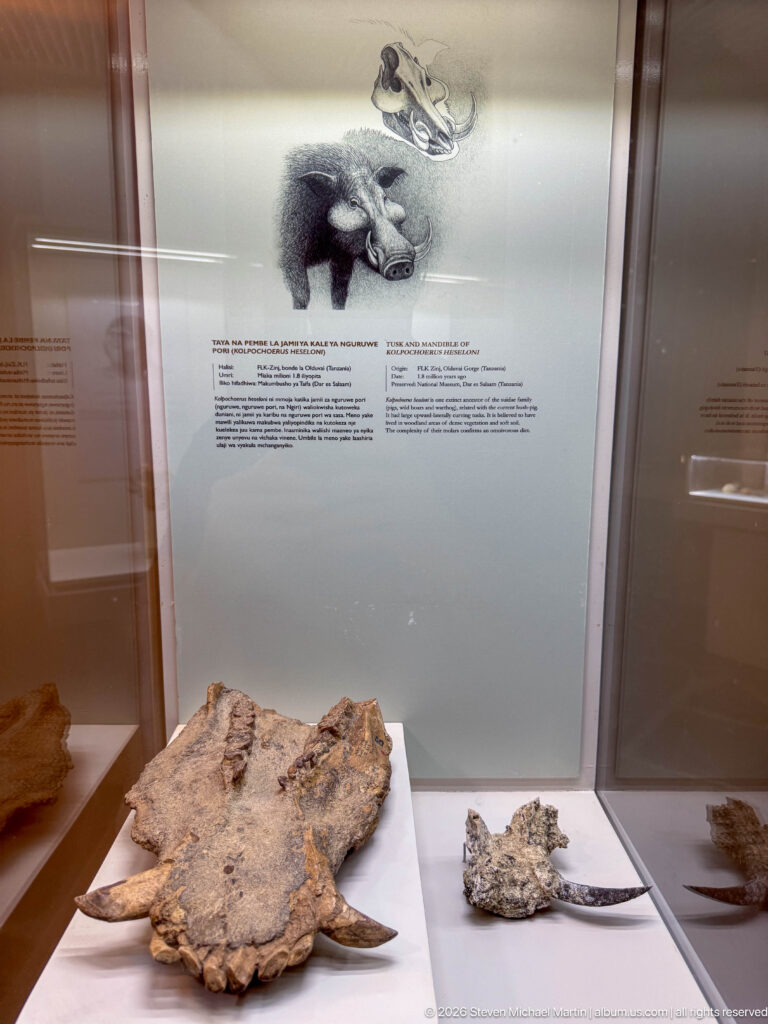 Large fossil skull and smaller cranial fragment displayed beneath an animal reconstruction in a museum case.