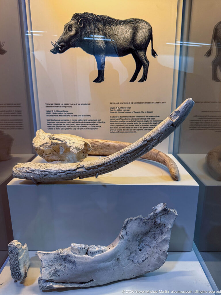 Large curved fossil tusks and jaw fragments displayed beneath a reconstruction of an extinct pig-like mammal.
