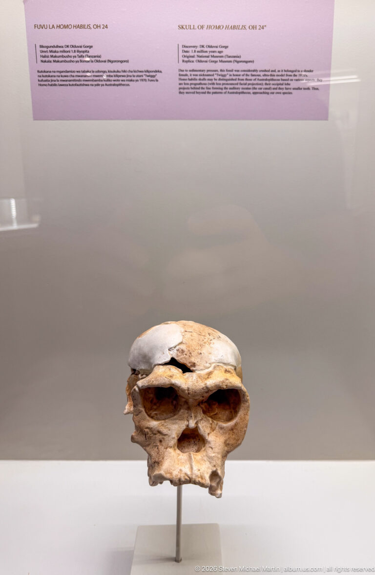 Small Homo habilis cranium cast with rounded vault and incomplete face mounted in a museum case.