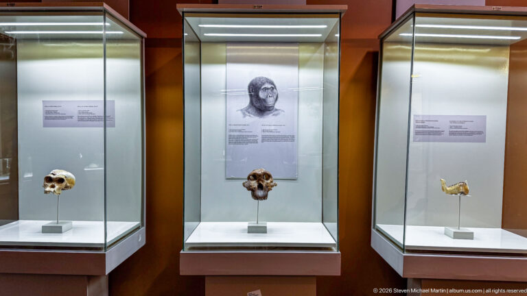 Three adjacent illuminated museum cases containing hominin skull and jaw fossils with interpretive labels.