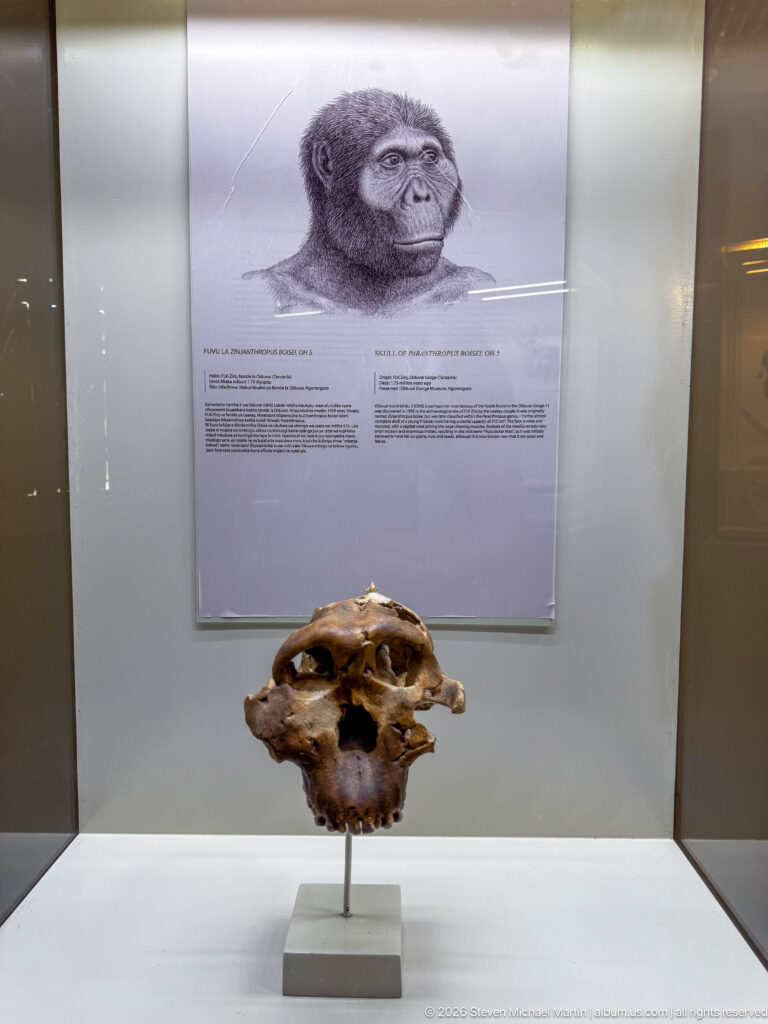 Robust Paranthropus boisei cranium mounted beneath a reconstruction drawing and museum label.