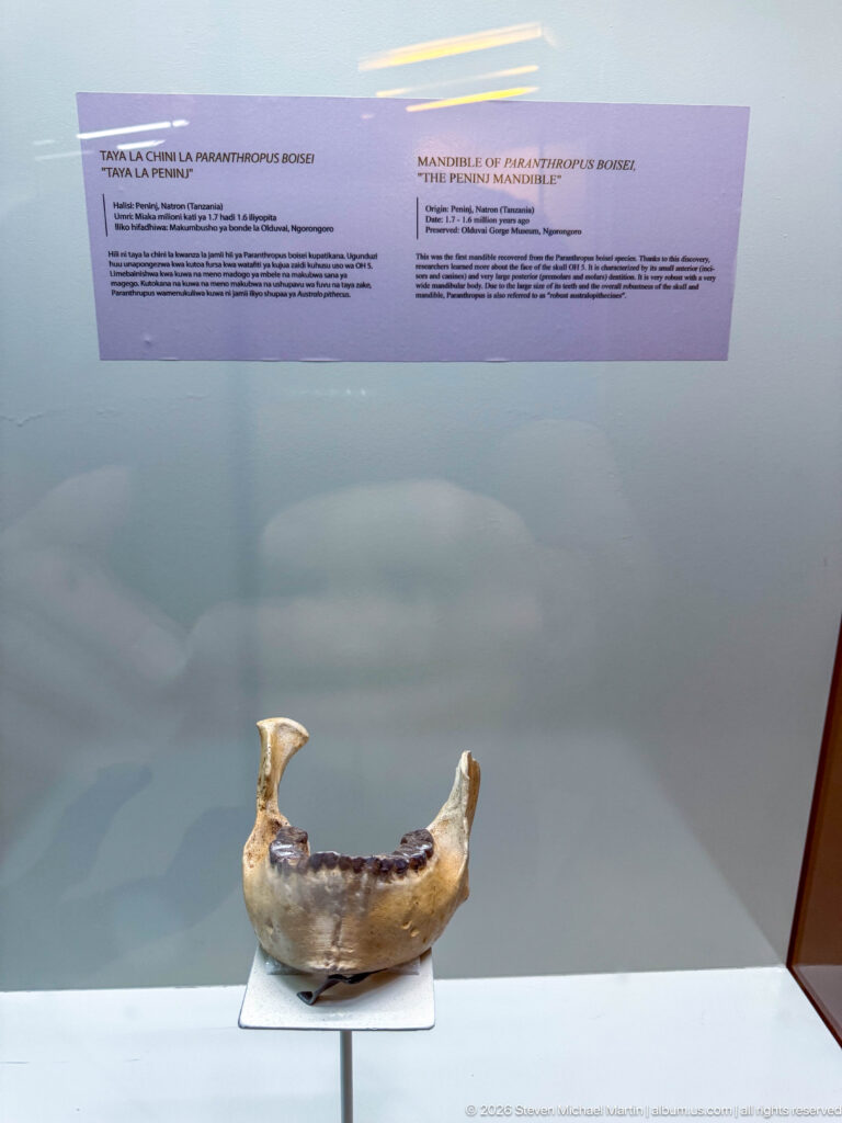 Robust Paranthropus boisei mandible with preserved tooth row mounted alone in a glass case.