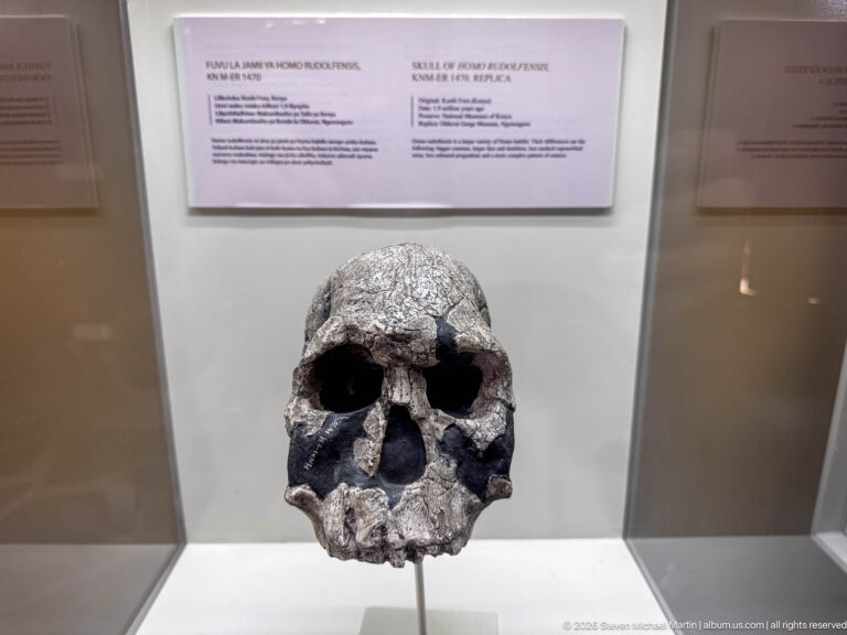 Front-facing hominin cranium cast with large eye sockets and incomplete facial bones on a museum mount.