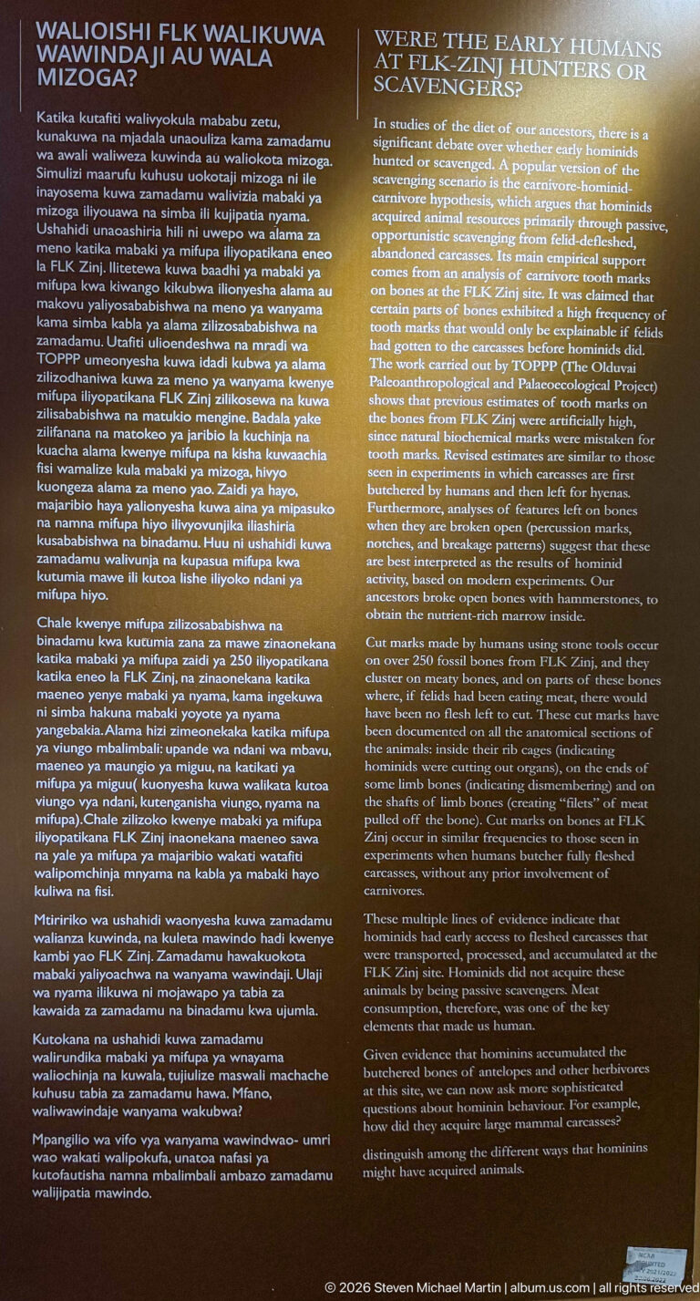 Bilingual museum panel asking whether early humans were scavengers or hunters, with explanatory text.