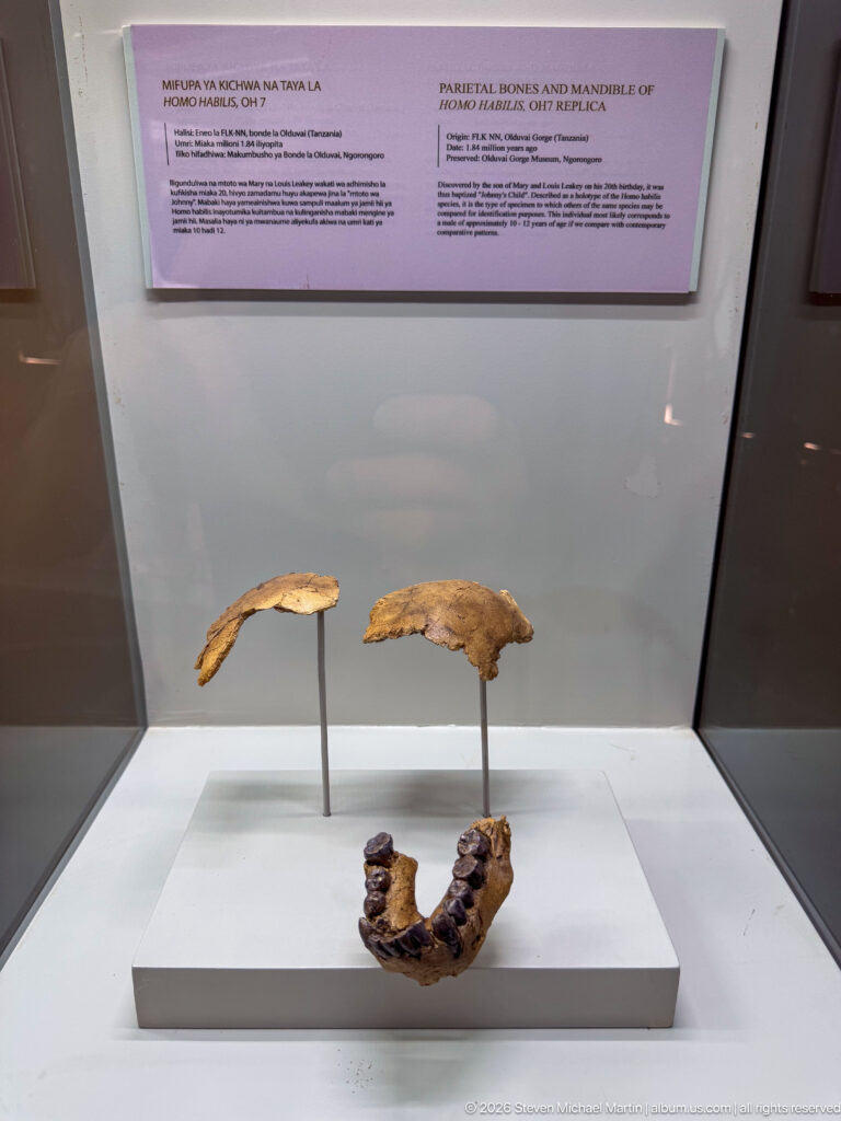 Dark toothed fossil mandible below two lighter bone fragments mounted separately in a museum case.