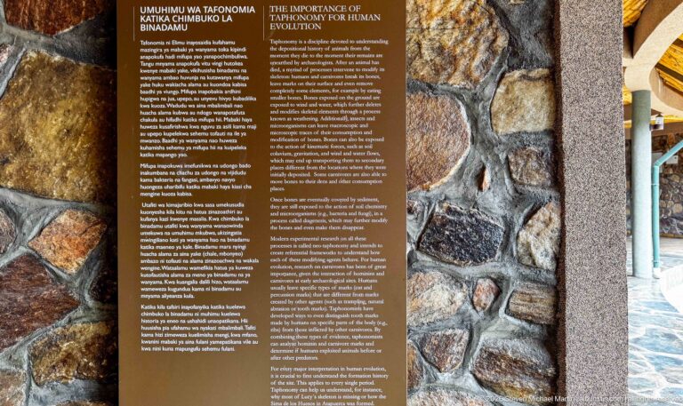 Bilingual taphonomy panel mounted between multicolored stonework and a museum column.