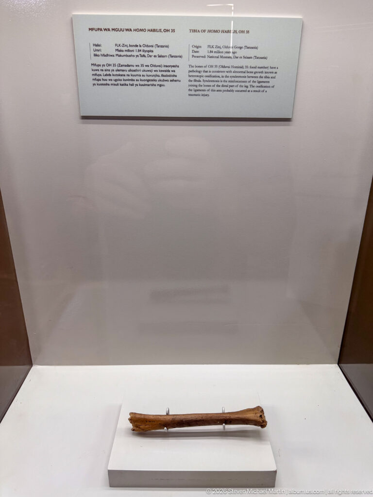 Single long slender fossil bone mounted horizontally on a white plinth inside a museum case.