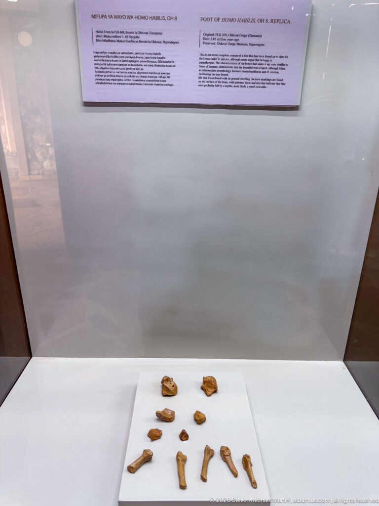 Assorted small fossil bone fragments arranged in rows on a white platform inside a display case.