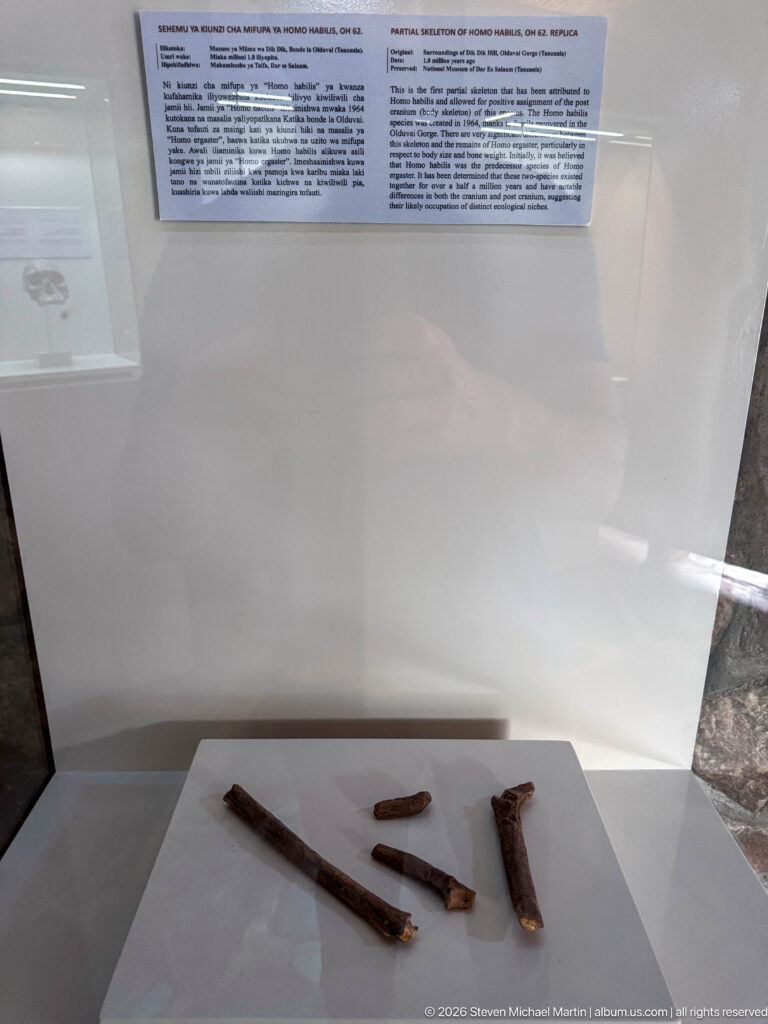 Several long dark archaeological objects and fragments arranged on a white museum display platform.