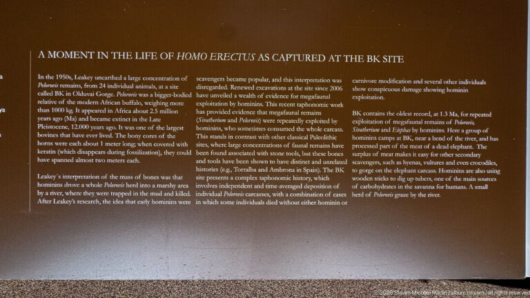 Dark interpretive panel about hominin life at the BK site during the time of Homo erectus.