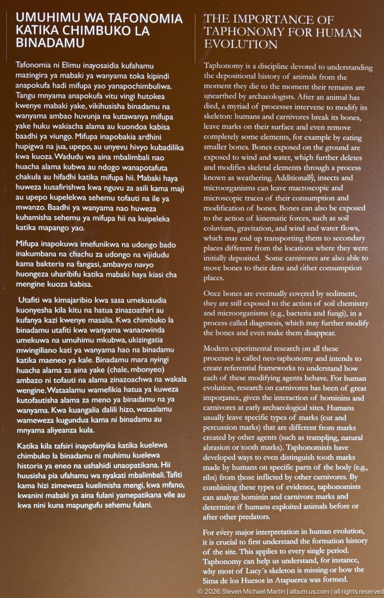 Bilingual museum panel explaining the importance of taphonomy for interpreting human evolution.