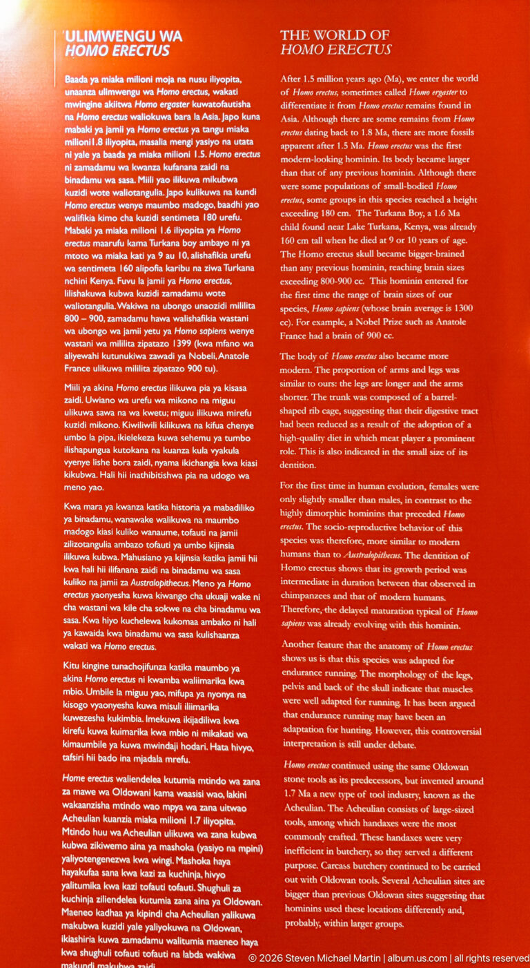 Red bilingual interpretive panel titled “The World of Homo habilis” in the Olduvai museum.