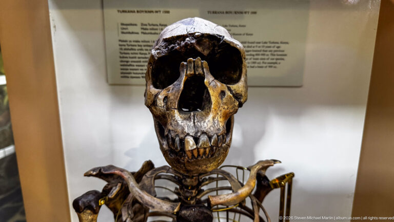 Close frontal view of a reconstructed early-human skull and upper skeleton inside a museum case.