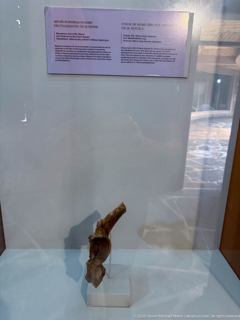 Small brown fossil bone fragment mounted upright on a clear support inside a museum case.