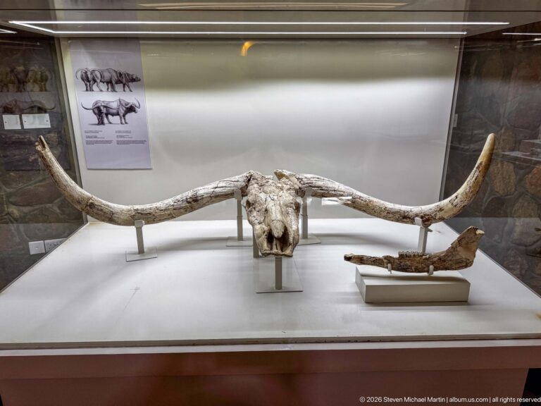 Broad fossil bovid skull with long sweeping horns and a separate jaw fragment in a display case.