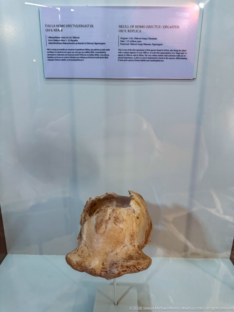 Large brown partial fossil cranium with broken edges mounted alone in a glass museum case.