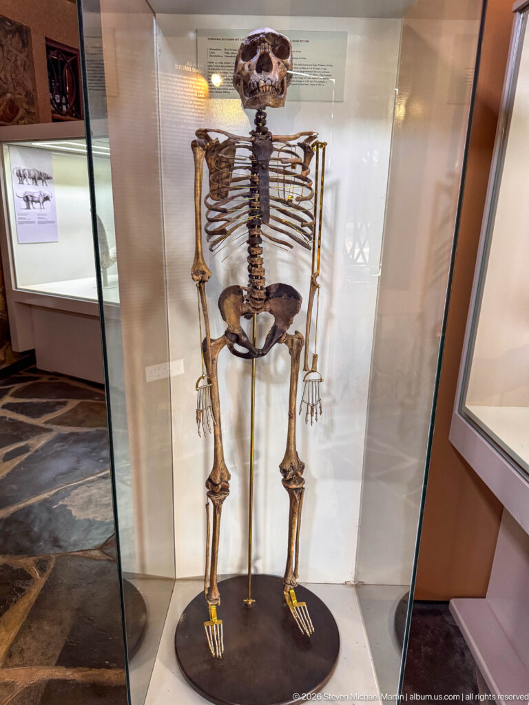 Front-facing mounted reconstruction of an early-human skeleton standing upright inside a glass display case.