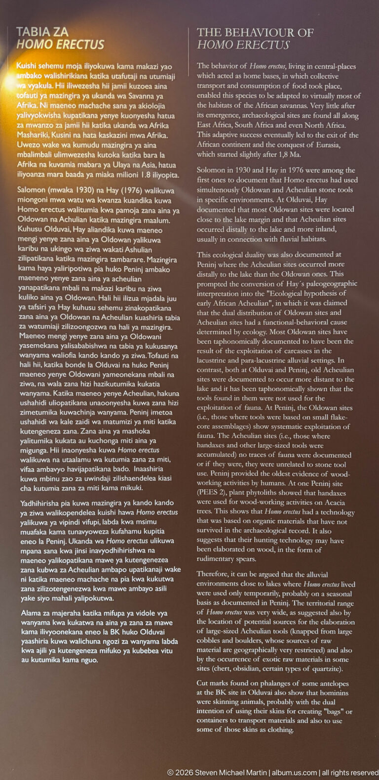 Bilingual museum panel titled “The Behaviour of Homo erectus,” with explanatory text in two columns.