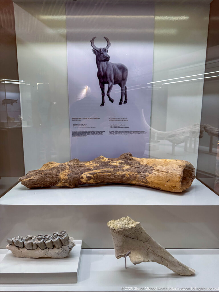 Long fossil limb bone above a toothed jaw and pointed bone fragment in a museum case.