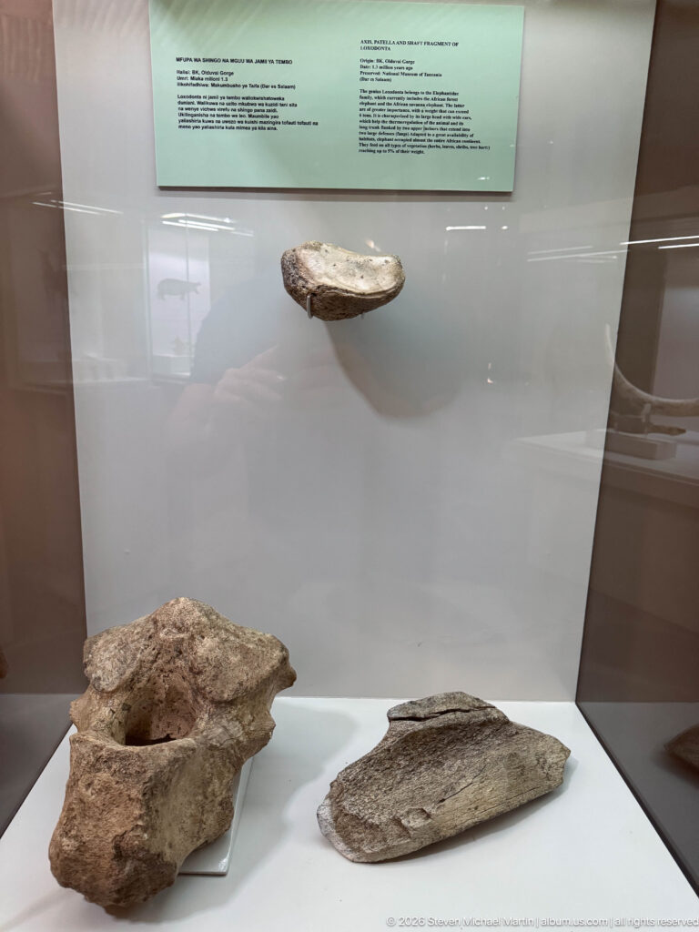 Several large weathered fossil bone fragments mounted separately inside a glass museum case.