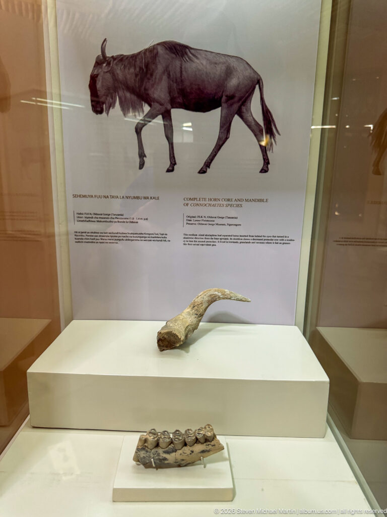 Curved fossil horn core and toothed jaw displayed beneath a reconstruction of an extinct grazing mammal.