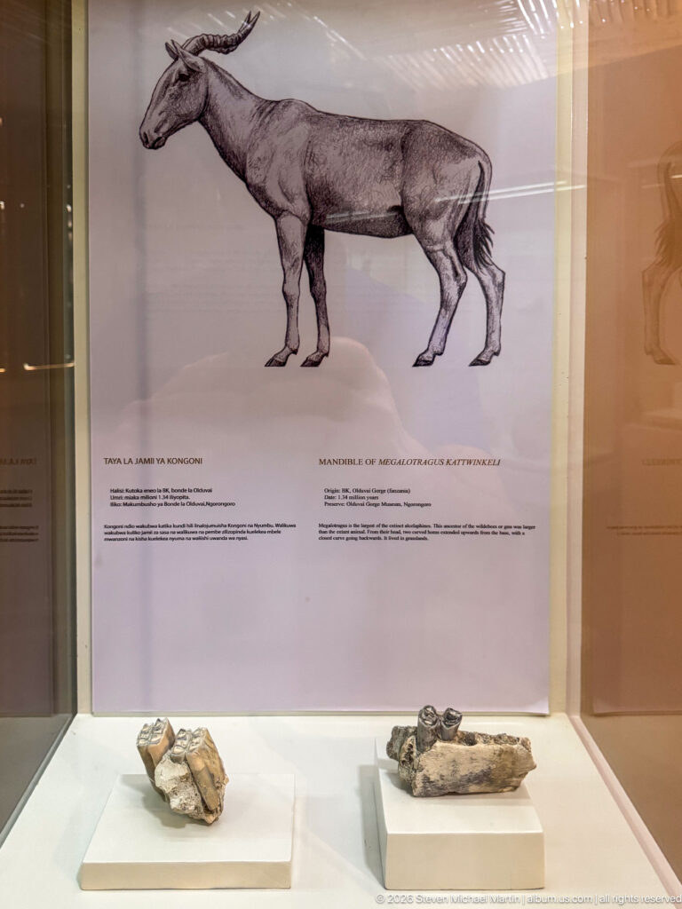 Reconstruction of an extinct hoofed mammal above fossil jaw and skull fragments in a museum display case.