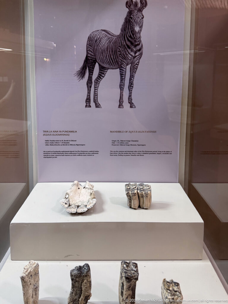Museum case beneath a zebra illustration with fossil molars and several fragmentary bones arranged on white plinths.