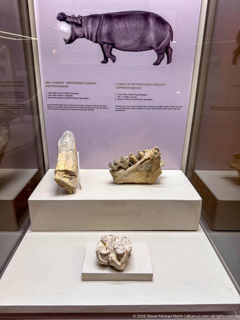Museum case with a large fossil jaw, separate worn teeth, and an animal illustration above the specimens.