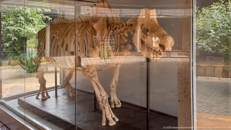 Large mounted mammal skeleton behind reflective glass, showing a massive skull, rib cage, and sturdy legs.