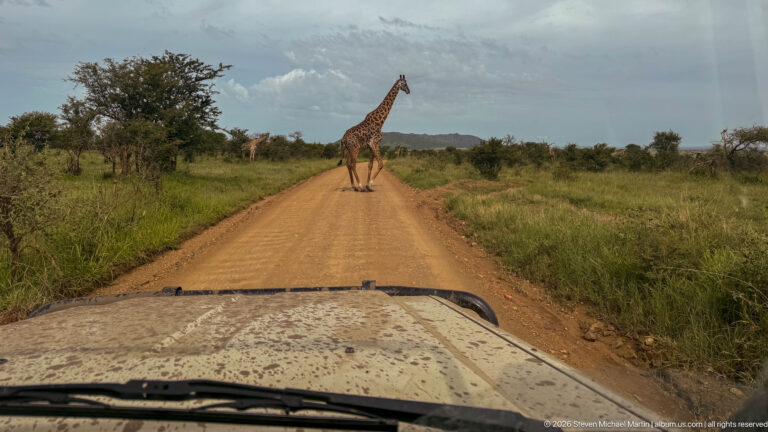 Masai giraffe standing broadside across a dirt safari road ahead of a vehicle, with grass and scattered trees on both sides.