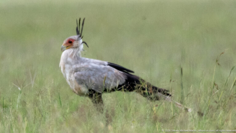 Secretarybird standing in tall grass with gray body, black wing feathers, long tail, and raised black crest.